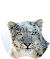 Установка Snow Leopard
